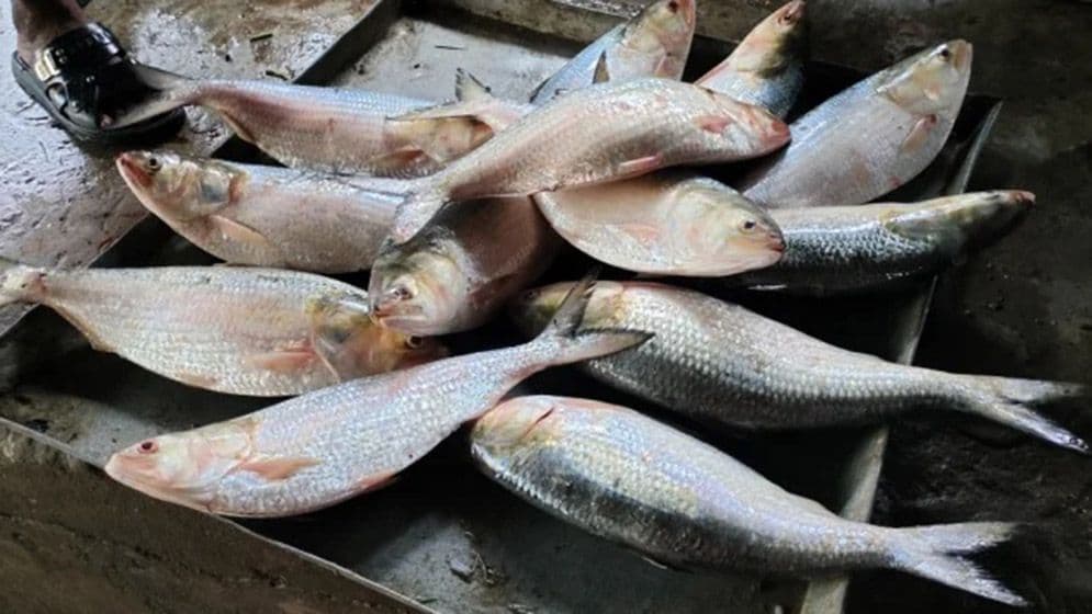 অনলাইনে ইলিশ বিক্রির প্রতারণা, গ্রেফতার ২